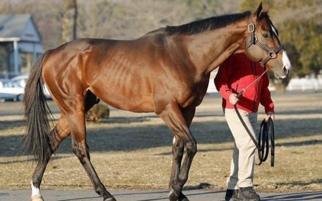 ローレルリバーがビッグレッドファームに到着 24年ドバイWC覇者