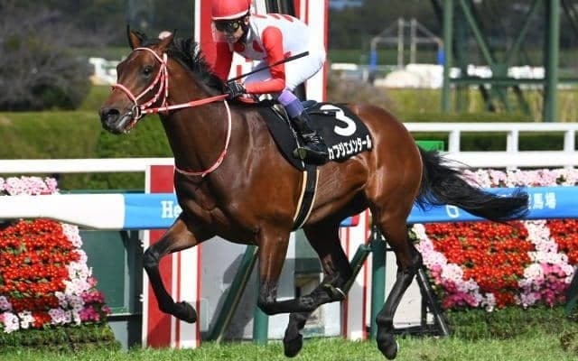 【毎日杯予想オッズ】カフジエメンタールが予想1番人気