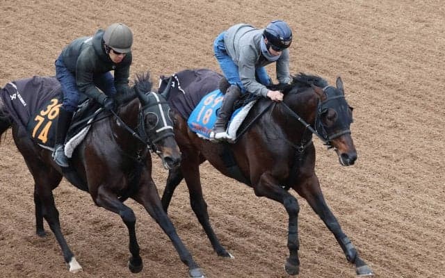 【日経賞】横山武史騎手を背にコスモキュランダが上々の動き　加藤士調教師「自信を持って出走させられます」