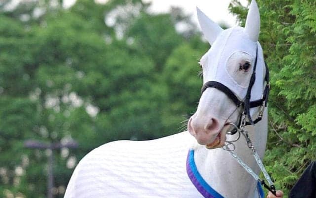 「令和が誇る超絶エリート」「２代目ソダックス」白毛のアイドルホース２番子誕生にネット歓喜　イクイノックス×ソダシ