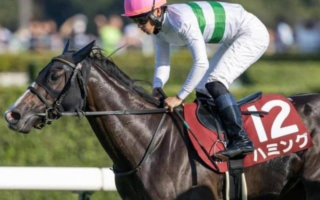 【四国新聞杯】半兄は菊花賞馬のキセキ ハミングが復帰戦で復活Vなるか