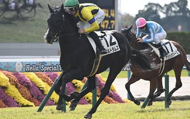 【毎日杯枠順確定】アルトラムスは4枠4番、カフジエメンタールは2枠2番