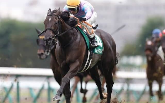 【高松宮記念枠順確定】ナムラクレアは7枠13番、サトノレーヴは5枠9番