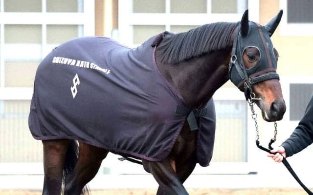 【日経賞】大激走した昨年の有馬記念以来となるコスモキュランダは４枠７番　チャックネイトは７枠１２番