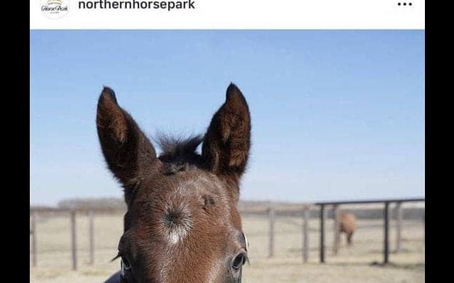 寝る子は育つ！？「誕生からわずか１日で…」驚異の成長見せるフォーエバーヤング全妹の誕生にＳＮＳ歓喜「素晴らしい」