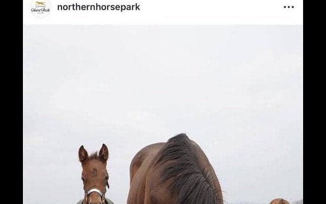 「優しい性格でのびのびと成長」アーモンドアイの第５子は元気な男の子！　父はイクイノックス