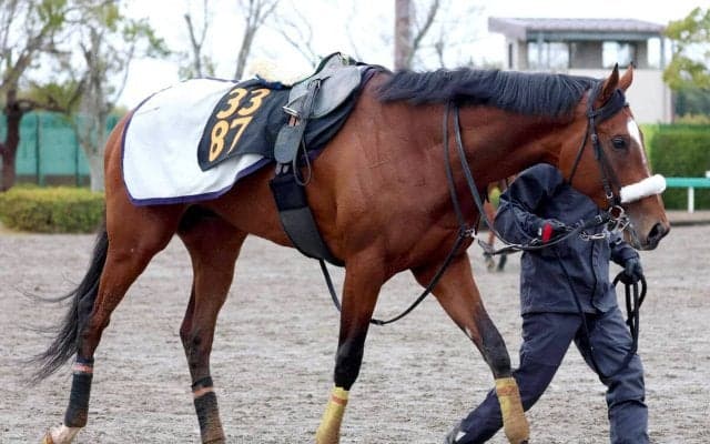 【注目馬動向】報知杯弥生賞４着のタイダルロックは青葉賞へ　サンデーサラブレッドクラブが発表