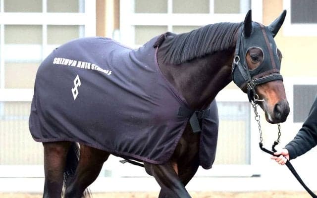 【日経賞】１番人気コスモキュランダは７着　有馬記念２着時の「跳ね上がる感じがなかった」と横山武史騎手