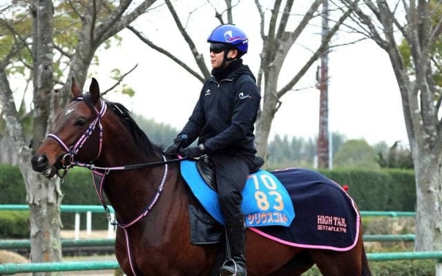 【ダービー卿ＣＴ】シリウスコルトは重賞２勝目へ調整順調　田中勝師「毎回、改めて…」