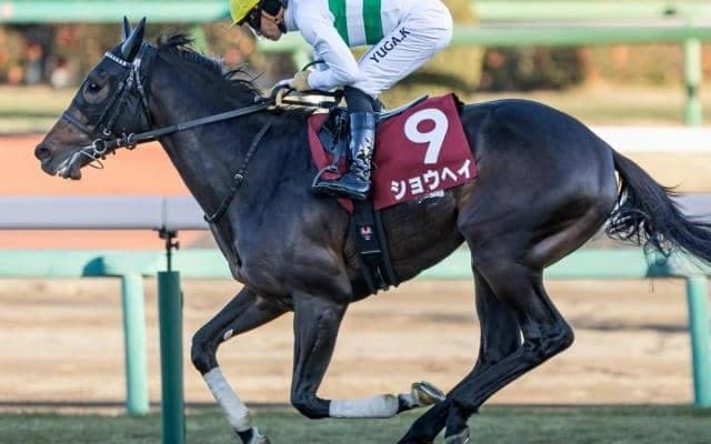 大阪杯のノーザンF生産馬の好走パターンとは ショウヘイなど3頭に注目