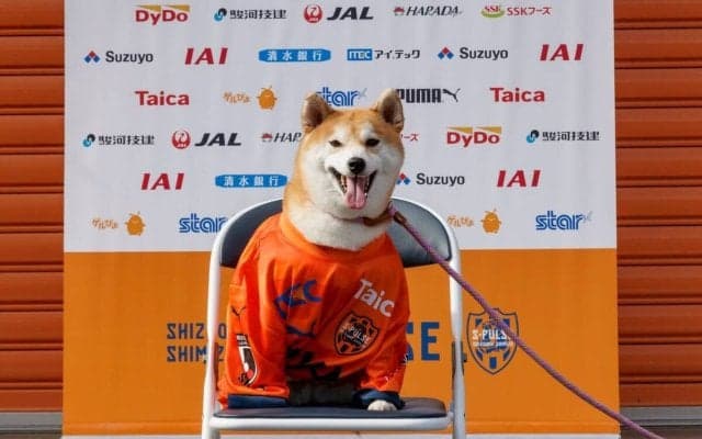 【Ｊ１清水】「ワンファミリー！！」ＤＦ蓮川壮大の愛犬・茶々がプロ契約締結　最短出場は５日の長崎戦　４月１日の発表だけに…