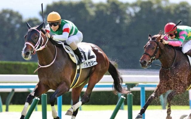 【チャーチルダウンズＣ】まだまだ奥があるバルセシートは坂路でパワフル　松下調教師「前走のブリンカー効果はありました」