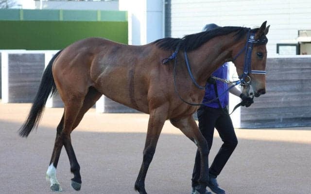 【桜花賞・１週前】アネモネＳ３馬身差Ｖのディアダイヤモンド　手塚久調教師「疲れが取れて、いい雰囲気」