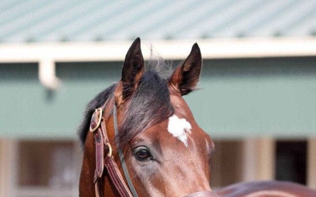 【ダービー卿ＣＴ】馬なりで坂路一番時計タイをマーク「元気いっぱい」　８歳馬タイムトゥヘヴンに戸田調教師も手応え