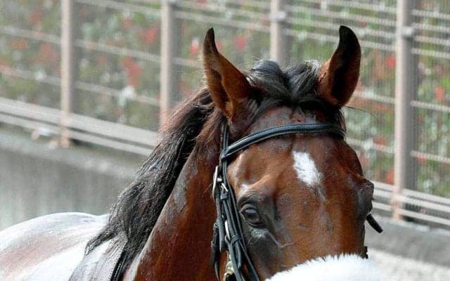 【注目馬動向】アーモンドアイの初子アロンズロッド　明石特別の鞍上は引き続きルメール騎手