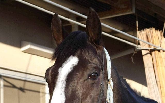 【クイーンエリザベス２世Ｃ】不安吹き飛ばす動き！ルメール騎手と海外初遠征のマスカレードボールが帰厩後初時計