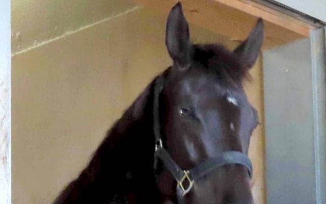 アーテルアストレアが初子出産「胸いっぱい」「朝から嬉しいお知らせ」ＳＮＳで祝福コメント続出！　オルフェーヴル産駒の牡馬　