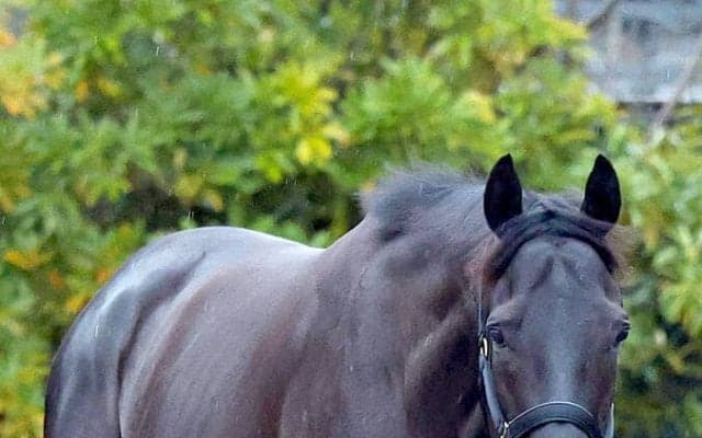 【大阪杯】「バッチリ絶好調」と斉藤崇調教師は笑み　クロワデュノールは坂路をゆったりと駆け上がり万全の態勢