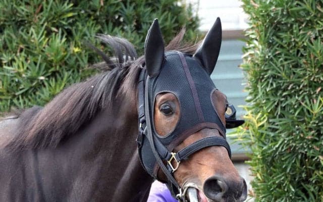 【大阪杯】単勝はクロワデュノールが一歩抜けた１番人気　単勝の相場以上に連系の馬券で売れている実力馬は？