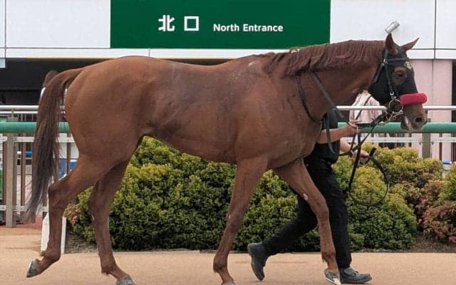 【中山８Ｒ・４歳上１勝クラス】イノキが闘魂発揮の勝利　岩戸調教師「丸山元気で元気ですかー（笑）」