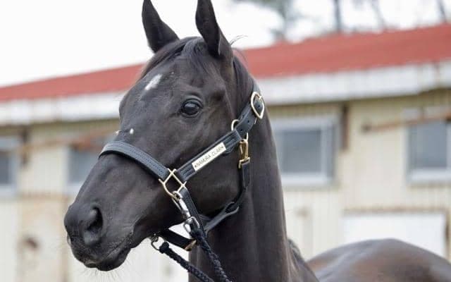 ナムラクレアが谷川牧場に到着 初年度はイクイノックスを配合予定