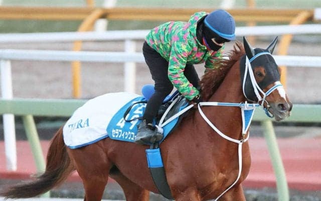 【川崎記念】移籍２戦目で上昇気配！「今回はシルエットが戻ってきた」元ＪＲＡ所属のセラフィックコール