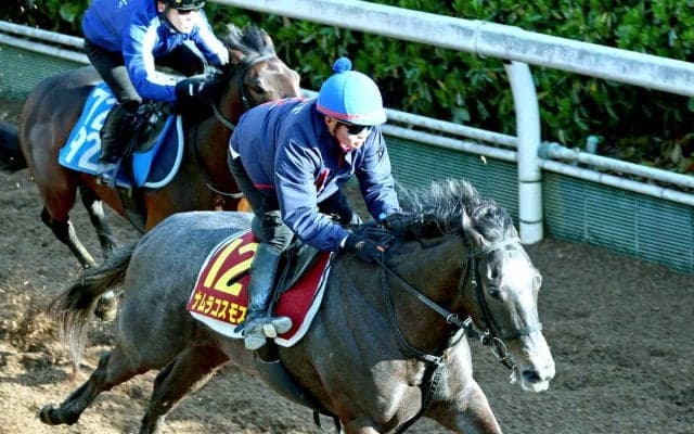 【桜花賞】上昇気配のナムラコスモスが高配当の使者に　田口貫太騎手「前走と同じか少し上回っている印象」