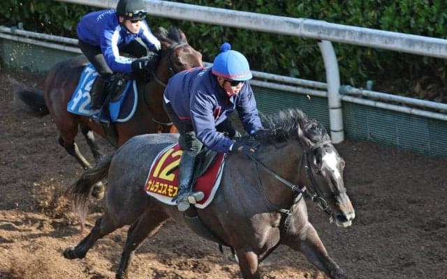 【桜花賞】一発あるぞナムラコスモス！田口貫太騎手「前走と同じか、少し上回っている印象。十分チャンス」