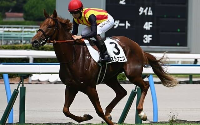 【桜花賞枠順確定】スターアニスは7枠15番、ドリームコアは7枠14番