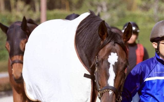 【桜花賞】クイーンＣの勝ち馬ドリームコアは７枠１４番　萩原調教師は１８、１９年に連覇したルメールの手綱に託す