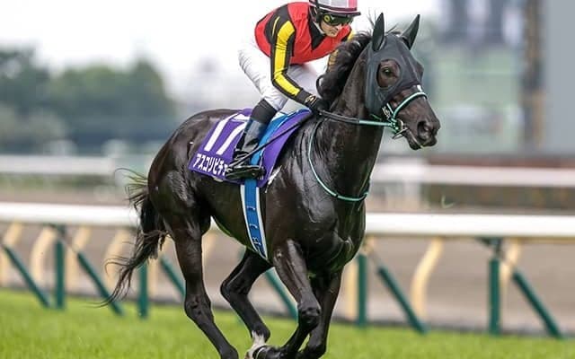 【阪神牝馬S枠順確定】アスコリピチェーノは6枠6番、エンブロイダリーは1枠1番