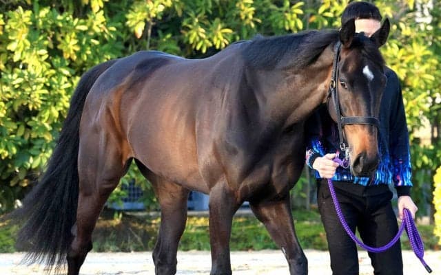 【桜花賞】武豊騎手とコンビのアランカールは角馬場で入念にハッキング　斉藤崇調教師「特に問題なくきています」