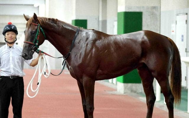 【中山６Ｒ・３歳１勝クラス】伏兵ストロングエースが差し切りＶ　秋山稔樹騎手「このクラスは勝てると思っていた」