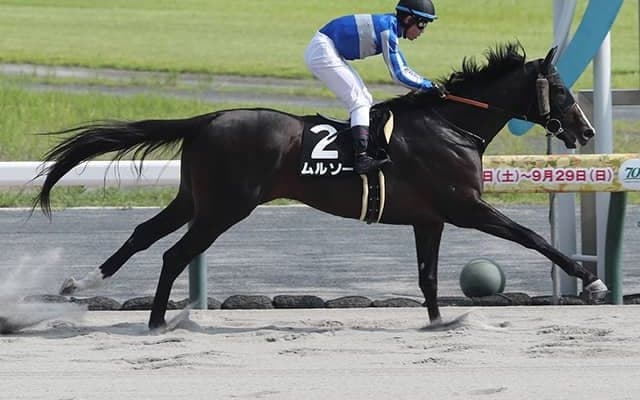 【アンタレスS枠順確定】ムルソーは2枠4番、ブライアンセンスは1枠1番