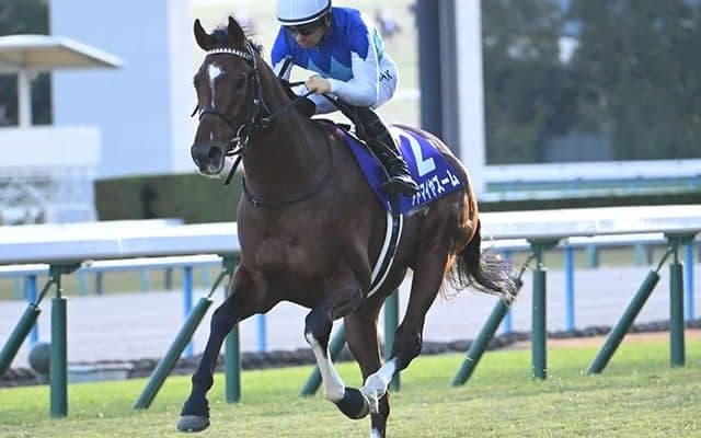 【マイラーズC枠順確定】アドマイヤズームは5枠9番、シックスペンスは8枠16番