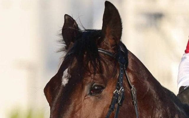 【羽田盃】１番人気ロックターミガンは直線で競り負け２着　西村淳也騎手「ちょっと厳しい競馬に…」ダート転向後初の敗戦