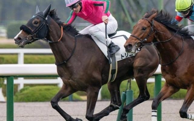 母はヌーヴォレコルト トリニティが樫に望みつなぐか