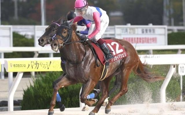 【園田・兵庫CS枠順】3歳ダート短距離王決定戦 同舞台で重賞勝ちがあるトウカイマシェリは7枠9番