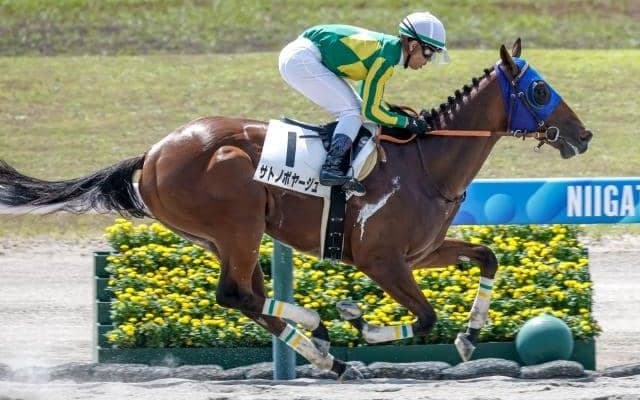 【園田・兵庫CS注目馬】3歳ダート短距離王決定戦 未来のスターホースは潜んでいるか