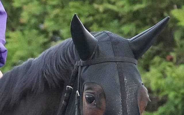 【ヴィクトリアＭ】「この馬らしい走りはしてくれました」川田将雅騎手騎乗の２番人気カムニャックは２着