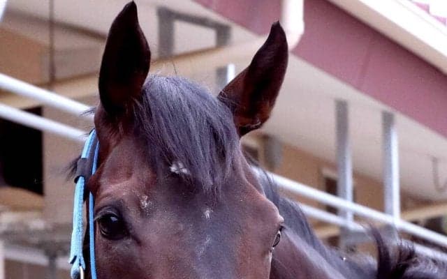 【Ｇ１・１週前まとめ】フローラＳ勝ちのラフターラインズ、３頭併せで鋭い伸び脚を披露　小笠調教師「メンタル面が落ち着いている」　オークス