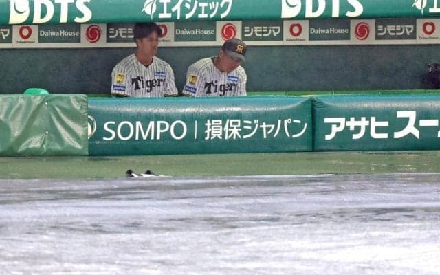 阪神－中日は雨天中止　開始遅延も天候回復せず　阪神は大竹、中日は桜井が先発予定も