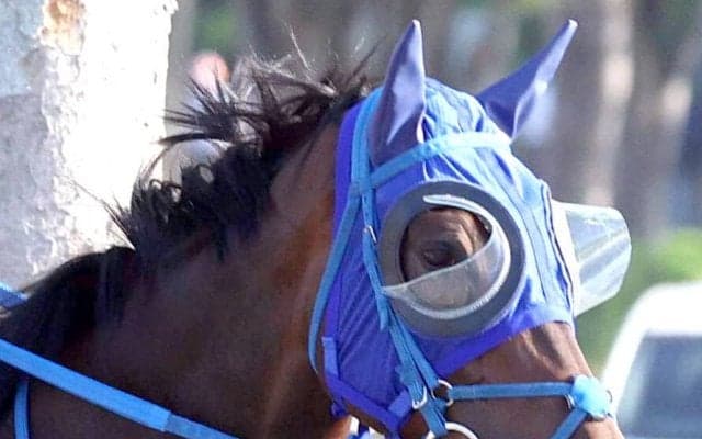 【オークス・土曜気配】ラフターラインズは上り調子で本番を迎える　陣営「一段上がっている雰囲気ある」