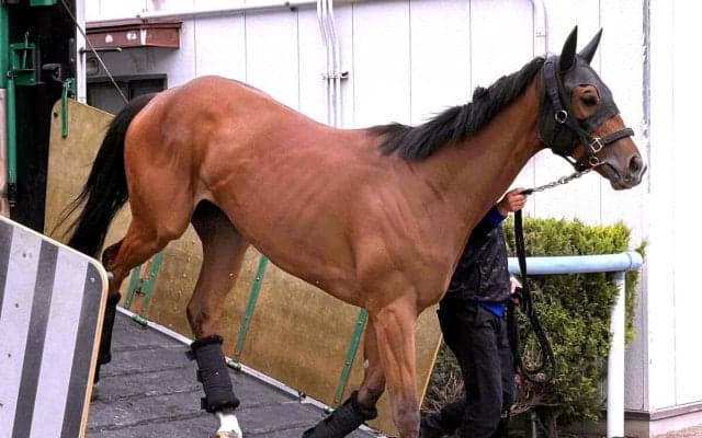 【オークス・土曜気配】ロングトールサリーは初の東京への輸送をクリア　陣営「おとなしく問題なかった」