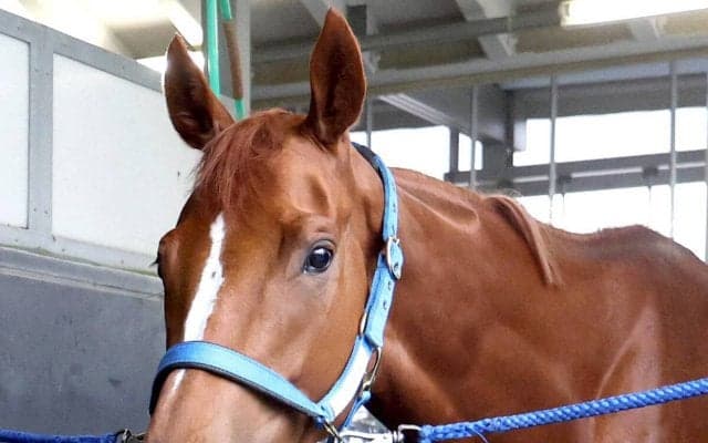 【オークス・土曜気配】「輸送は大成功」と陣営も笑み　今村聖奈騎手で臨むジュウリョクピエロは第一関門を突破　