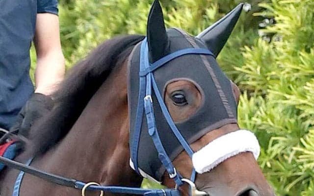 【オークス・土曜気配】１戦ごとの上積みが大きいエンネ　東京への輸送は２戦連続で「全然問題なく」と陣営