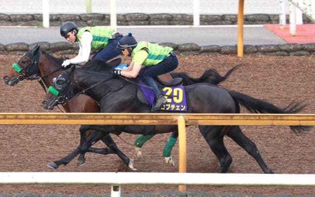 【日本ダービー】皐月賞馬ロブチェンは２冠へＣＷコースで鋭伸　杉山晴調教師「いい意味で変わりなくですね」