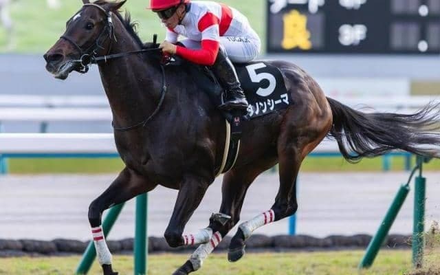 【目黒記念】セレクト3.1億円のダノンシーマ 史上最高価格のJRA重賞勝ち馬となるか