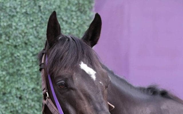 【安田記念】重賞３連勝でのＧ１初制覇狙うトロヴァトーレ　陣営は台風の影響を心配...「良馬場が希望」