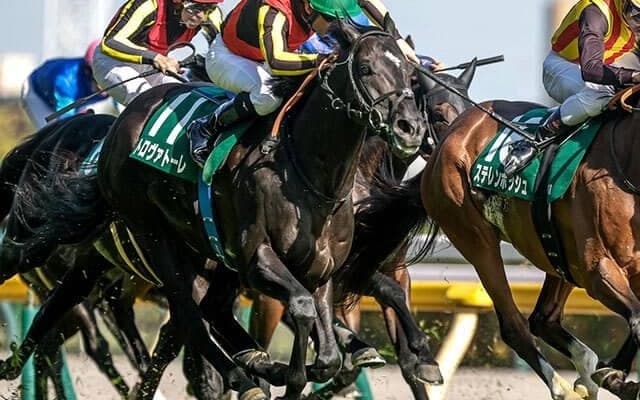 【安田記念・調教後馬体重】トロヴァトーレは514kg、ガイアフォースは504kg
